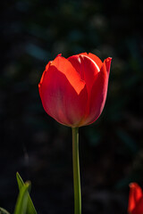 Einzelne Blüte einer roten Tulpe (Tulipa) vor schwarzem Hintergrund