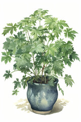 Botanical Watercolor Illustration of Ivy-leaved Aralia in Pot. Generative AI