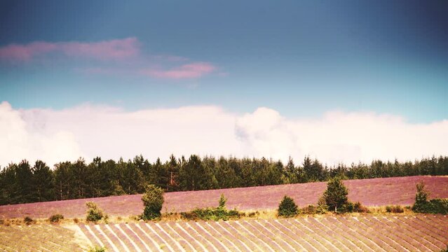 Time lapse of clouds moving over Provence landscape with blooming lavender fields. Sault region, Vaucluse nature, Plateau d'Albion, Provence-Alpes-Cote d'Azur in France.