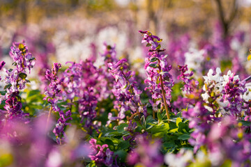 Obraz premium Lila und weißer Lerchensporn (Corydalis cashmeriana) in der Frühlingssonne