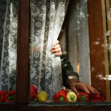 Old hands put  vegetables on the windowsill