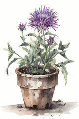 Botanical Watercolor Illustration of Knapweed in Pot. Generative AI