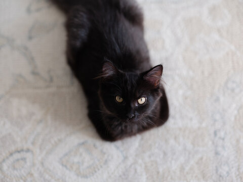 Black kitten laying on a carpet