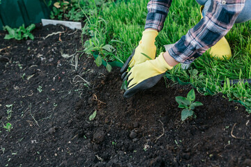 Naklejka premium Hand of woman gardener in gloves holds seedling of small apple tree in her hands preparing to plant it in the ground. Tree planting concept