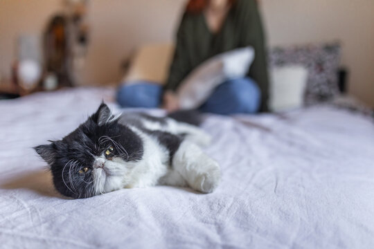 persian cat at home