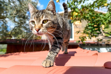 Obraz premium Cute tabby cat walking on the roof. Funny striped kitten outdoor. Animals theme.