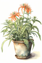 Botanical Watercolor Illustration of Lion's Tail in Pot. Generative AI