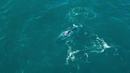 4K Footage of A humpback whale calf splashing water and swimming in South Africa in the ocean during sardine run drone shot, aerial 