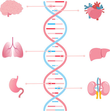 Genes associated with different human organs scientific transparent illustration