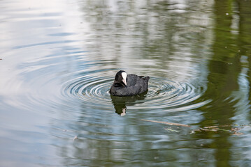 ptak wodny łyska pływający w wodzie