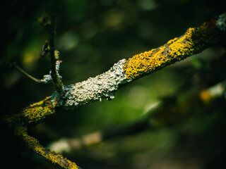 Branch with lichen