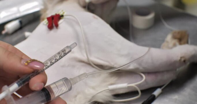 A cat with a leg injury is being rehabilitated by a veterinarian using an electric muscle contractility stimulator. The electrical stimulus causes the cat's muscles to contract, helping to recover.