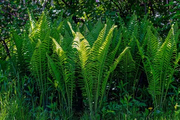 Fototapeta premium Ostrich fern (Matteuccia struthiopteris ) native plant from the Eastern American woodlands