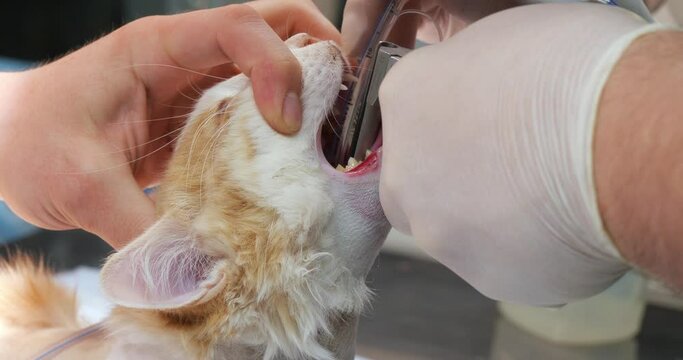 The anesthesiologist inserts a tube into the cat's trachea before surgery. Intubation of the cat for inhalation anesthesia. An anesthesiologist doctor with a laryngoscope installs a tube.