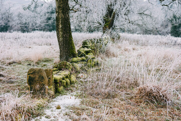 Old drystone wall and trees in winter