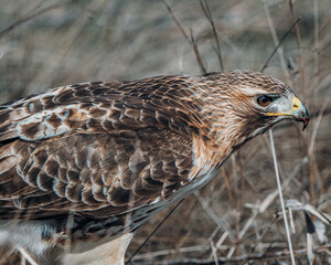 red tailed hawk lurking