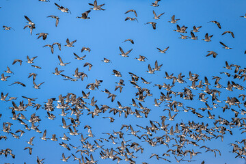 Migrating Cackling Geese (Branta hutchinsii) in Spring
