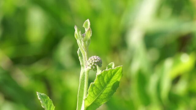 Chrysanthemum balsamita with a natural background. Traditional medicine to ease pain and cramps