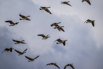 Migrating Cackling Geese (Branta hutchinsii) in Spring