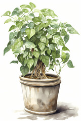 Botanical Watercolor Illustration of Sweet Potato Vine in Pot. Generative AI