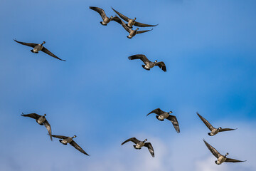Migrating Cackling Geese (Branta hutchinsii) in Spring