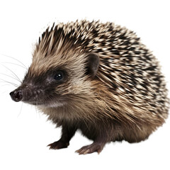 Fototapeta premium hedgehog isolated transparent background. Generative AI