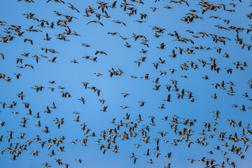 Migrating Cackling Geese (Branta hutchinsii) in Spring