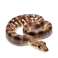 Obraz premium Snake isolated transparent background. Generative AI