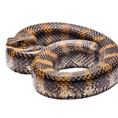 Obraz premium Snake isolated transparent background. Generative AI