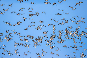 Migrating Cackling Geese (Branta hutchinsii) in Spring