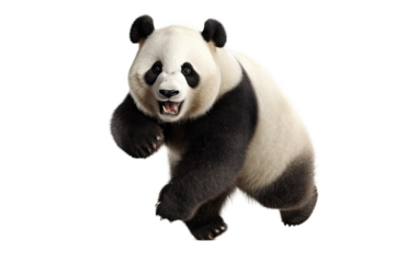  Panda isolated transparent background. Generative AI