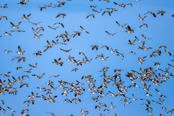Migrating Cackling Geese (Branta hutchinsii) in Spring