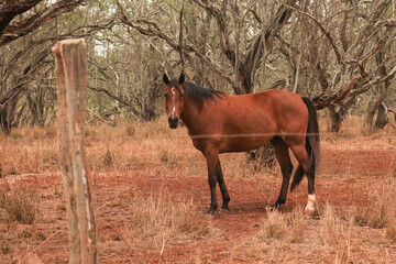 Horse brown