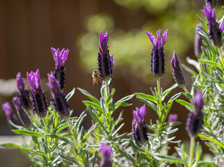 Honey bee flying around spanish lavender in spring 