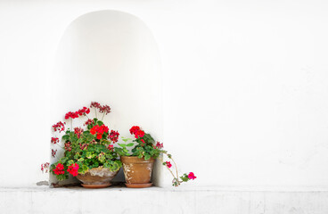 Old pots with blooming flowers standing against white painted wa