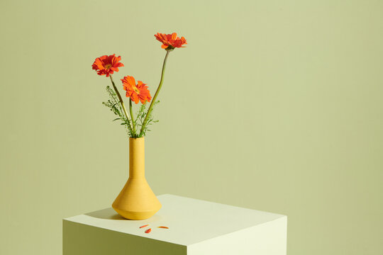 Gerbera flower on the vase, isolated green background.