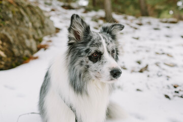 Portrait of a beautiful dog