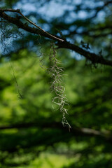 Spanish Moss Hanging From A Cypress Tree Branch. Mandeville LA. April 2023.