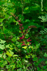 Red Wildflowers Found In Mandeville Louisiana. April 2023.