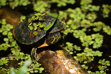 A Pond Slider Covered In Aquatic Plants. Mandeville LA. April 2023.