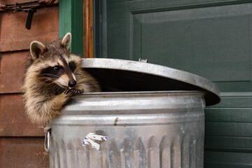 Raccoon (Procyon lotor) In Trash Can Licks Marshmallow Off Claws