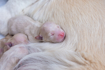 Newborn golden retriever puppy detail closeup pet