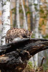 Fototapeta premium Cougar Kitten (Puma concolor) Steps Out on Log Nose Down Autumn