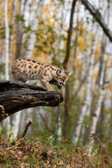Cougar Kitten (Puma concolor) Steps To End Of Log Autumn