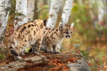 Cougar Kittens (Puma concolor) Come Together on Rotting Log Autumn