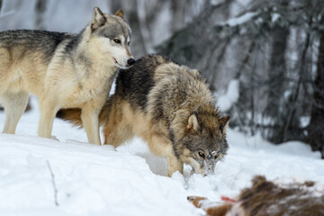 Wolves (Canis lupus) Walk Up to Body of Deer Winter