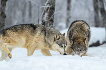 Wolves (Canis lupus) Noses to Snow Step Right Winter