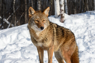 Coyote (Canis latrans) Stands Looking Out Forest Behind Winter