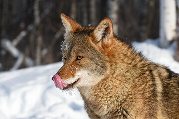 Coyote (Canis latrans) Looks Out to Left Licking Top of Nose Winter