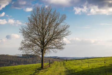 Fototapeta na wymiar Baum auf einer Weide im Frühling